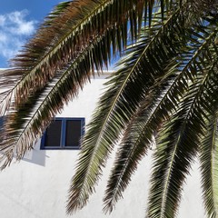 Fototapeta na wymiar Palm tree white house blue sky