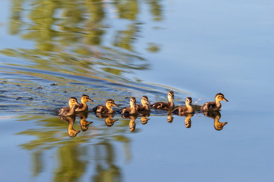 Baby Ducks Swimming © Gary