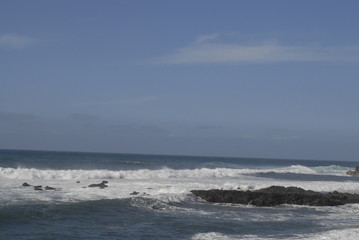teneriffa,palmen,meer,blumen,