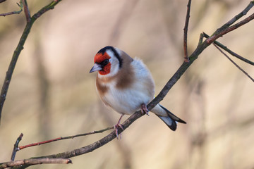 An European Goldfinch on a Branch