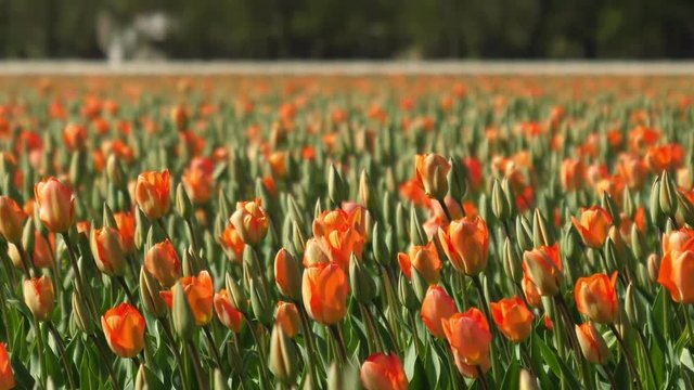 Orange tulips swaying in the wind on a bulb field in Holland.