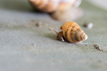 Slow snail  on the wall.