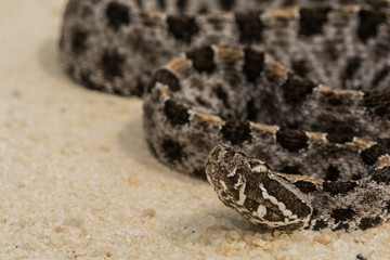 Pygmy Rattlesnake