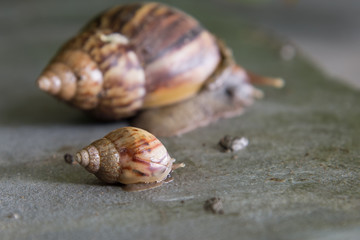 Slow snail  on the wall.