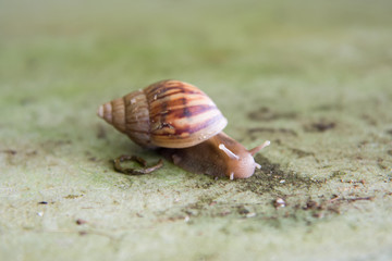 Slow snail  on the wall.