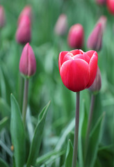 The big amount of the pink red tulips in the spring