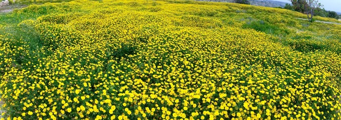 Blumenwiese auf Zypern
