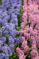 Big amount of the bllue and pink hyacinths