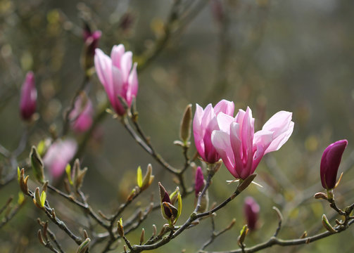 The purple flowers of the magnolia tree