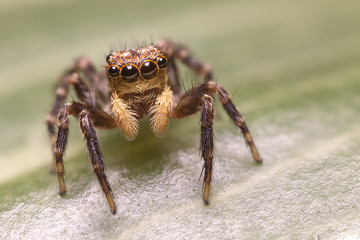 A beautiful jumping spider