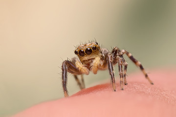 A beautiful jumping spider
