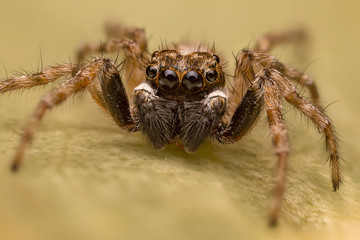 A beautiful jumping spider