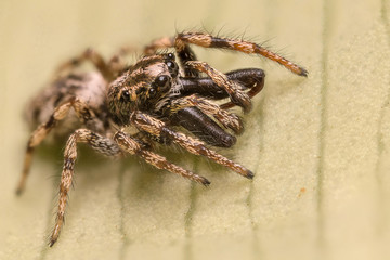 A beautiful jumping spider