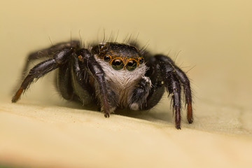 A beautiful jumping spider