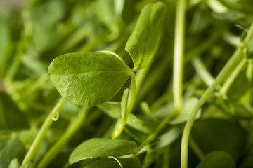 Organic Raw Green Pea Shoots