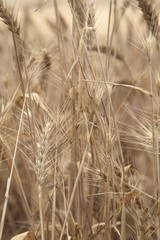 Wheat Beards. Close up image of a wheat field showing beards and kernels of the wheat plant