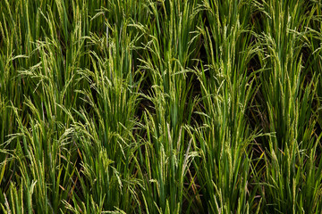 Grass rice green Bali