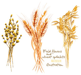 Illustration with sheaf of wheat ears and dryflowers, hand drawn in watercolor on a white background © nastyasklyarova
