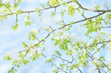 blossoming pear tree on the blue sky background