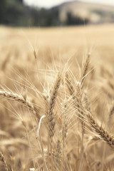 Wheat Beards. Close up image of a wheat field showing beards and kernels of the wheat plant