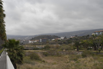 teneriffa,palmen,meer,blumen,