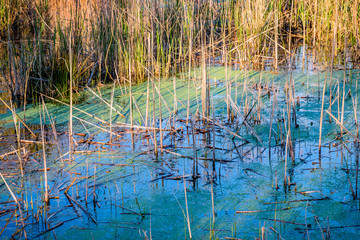 Printemps au bord de l'étang de pêche