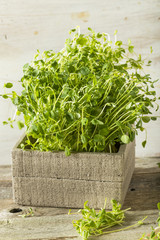 Organic Raw Green Pea Shoots © Brent Hofacker