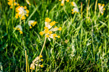Primev&egrave;res Coucou au printemps