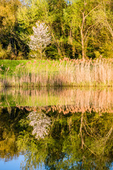 Printemps au bord de l'étang de pêche