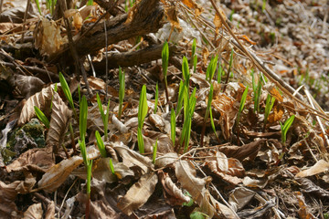 Spring green grass