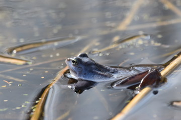 Moorfrosch
