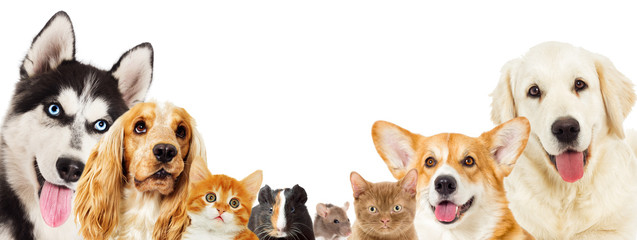 Kitten and puppy and dog and guinea pig and rat peeking out on white background