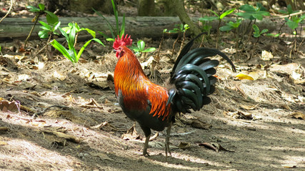 Free Range Rooster