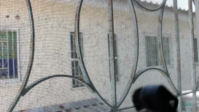 mosquito wire screen, Cleaning with Vacuum Cleaner