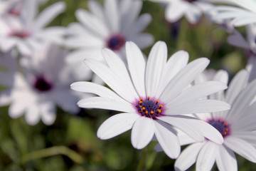 Fototapeta premium Flowers and Plants