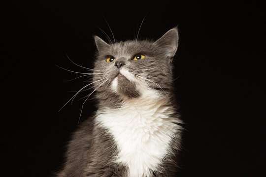 Gray Cat With White Breast And Long Mustache Portrait On A Black Background