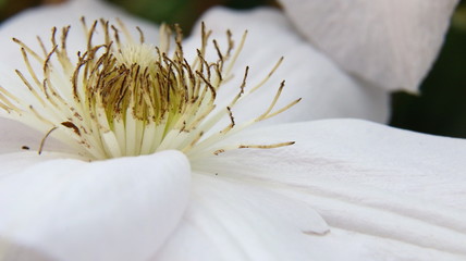 Clematis
