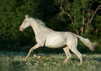 perlino akhal-teke horse runs free in summer field