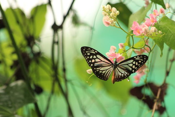 Butterfly (Ideopsis similis or ceylon blue glassy tiger) in Malaysia