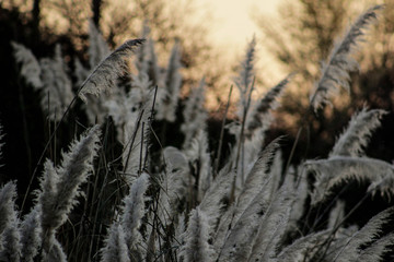 Fototapeta premium plants on nature