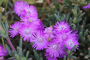 Primavera