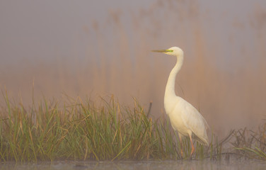 Great White Egrett