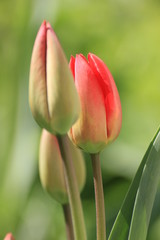 red tulips on green background