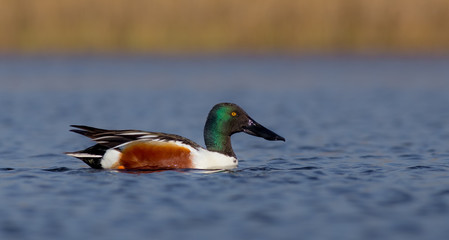 Northern Shoveler - Anas clypeata