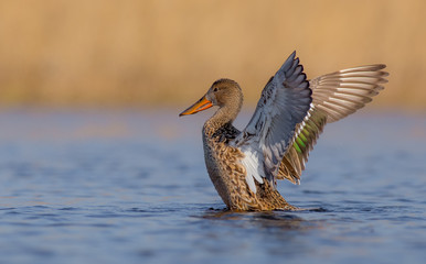 Northern Shoveler - Anas clypeata