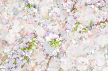 spring blossoming cherry background