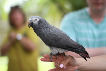 Oiseau