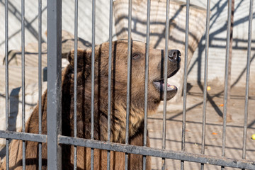 Bear in captivity in a zoo behind bars. Power and aggression in the cage.