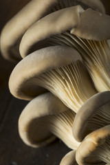 Raw Organic Oyster Mushrooms