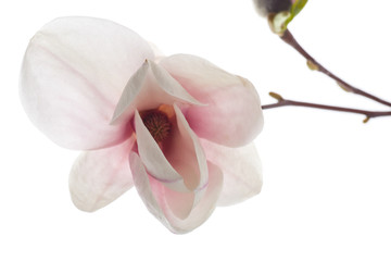 Beautiful pink magnolia flower
